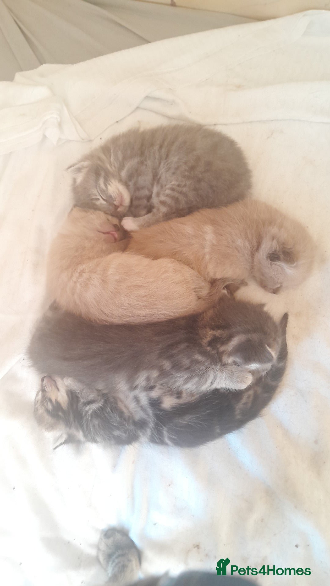 British Shorthair cats for sale: 3 male, 2 female British shorthair - Advert 9