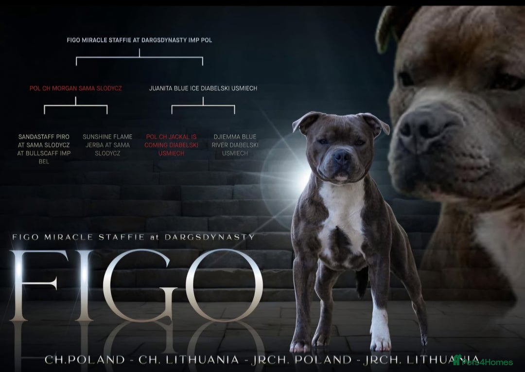 Staffordshire Bull Terrier dogs for sale: CHAMPION bloodlines blue staff pups - Advert 3