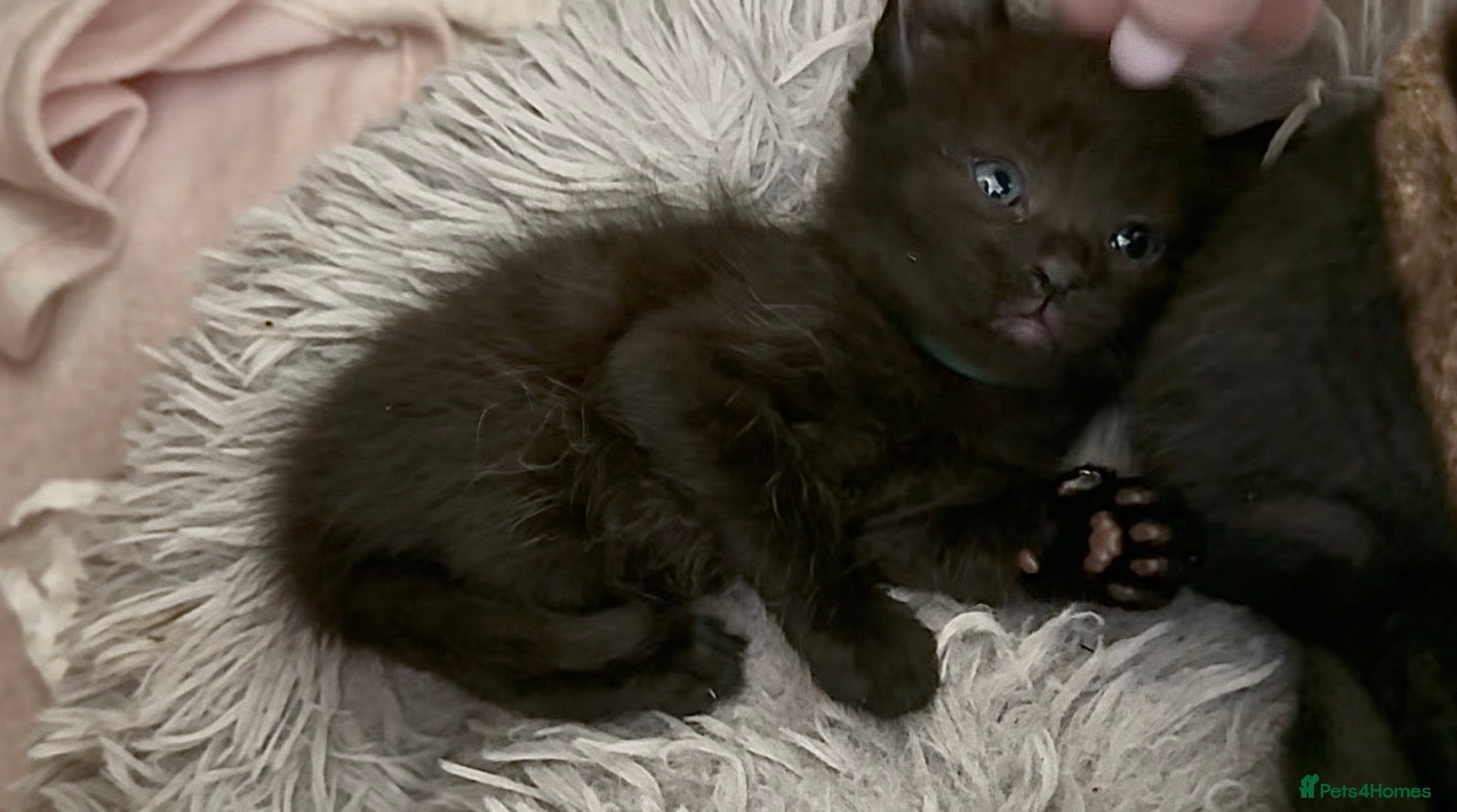 Mixed Breed cats Sphynx cross kittens  - Advert 16