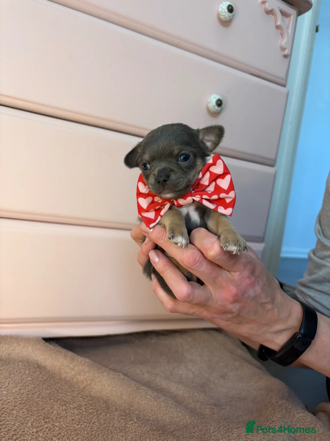 Chihuahua dogs for sale: 4 Chihuahua Puppies  - Advert 8