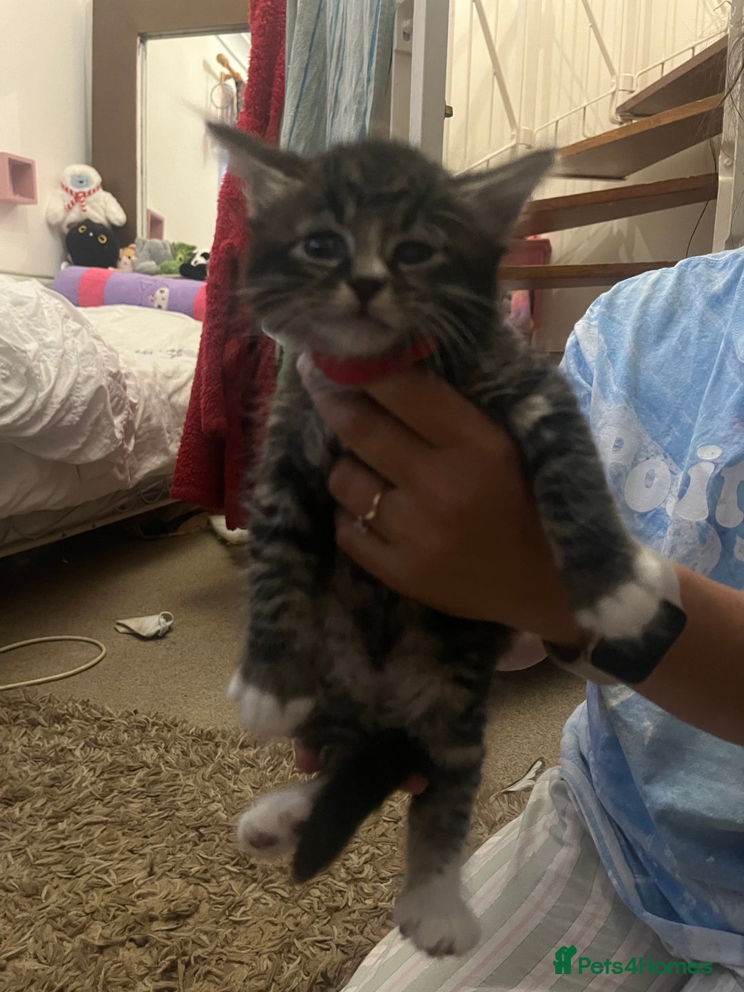 Mixed Breed cats for sale: 9 gorgeous kittens - Image 10