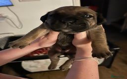 Mixed Breed dogs for sale: Beautiful boy puppy  - Image 8