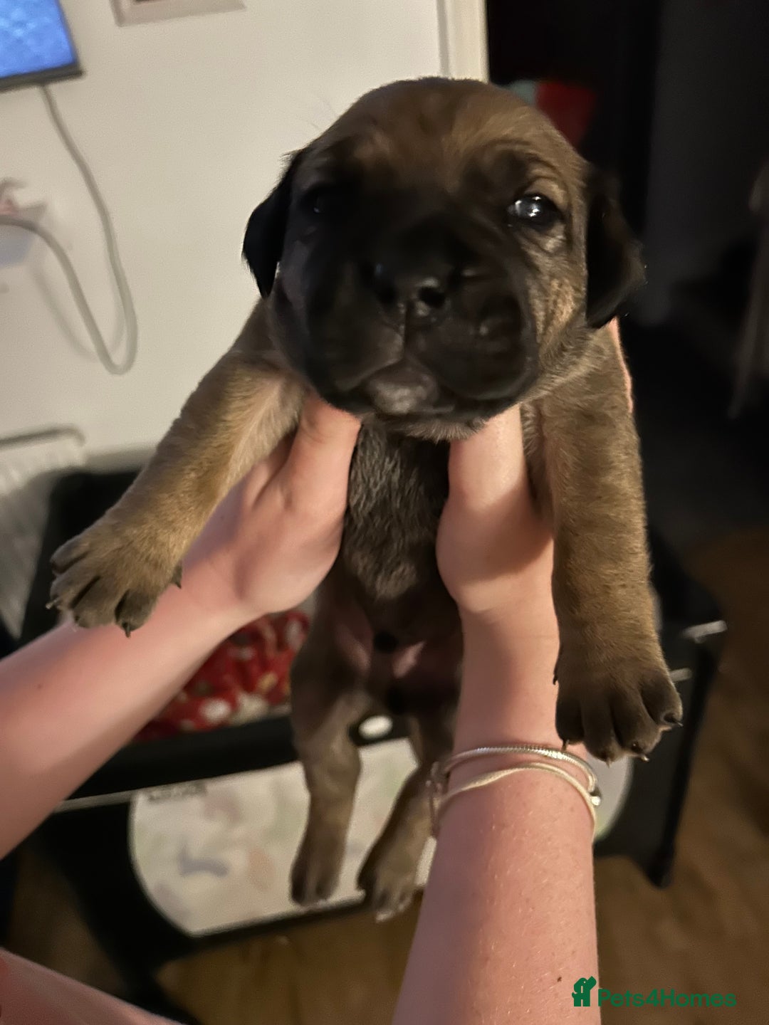 Mixed Breed dogs for sale: Beautiful boy puppy  - Image 8