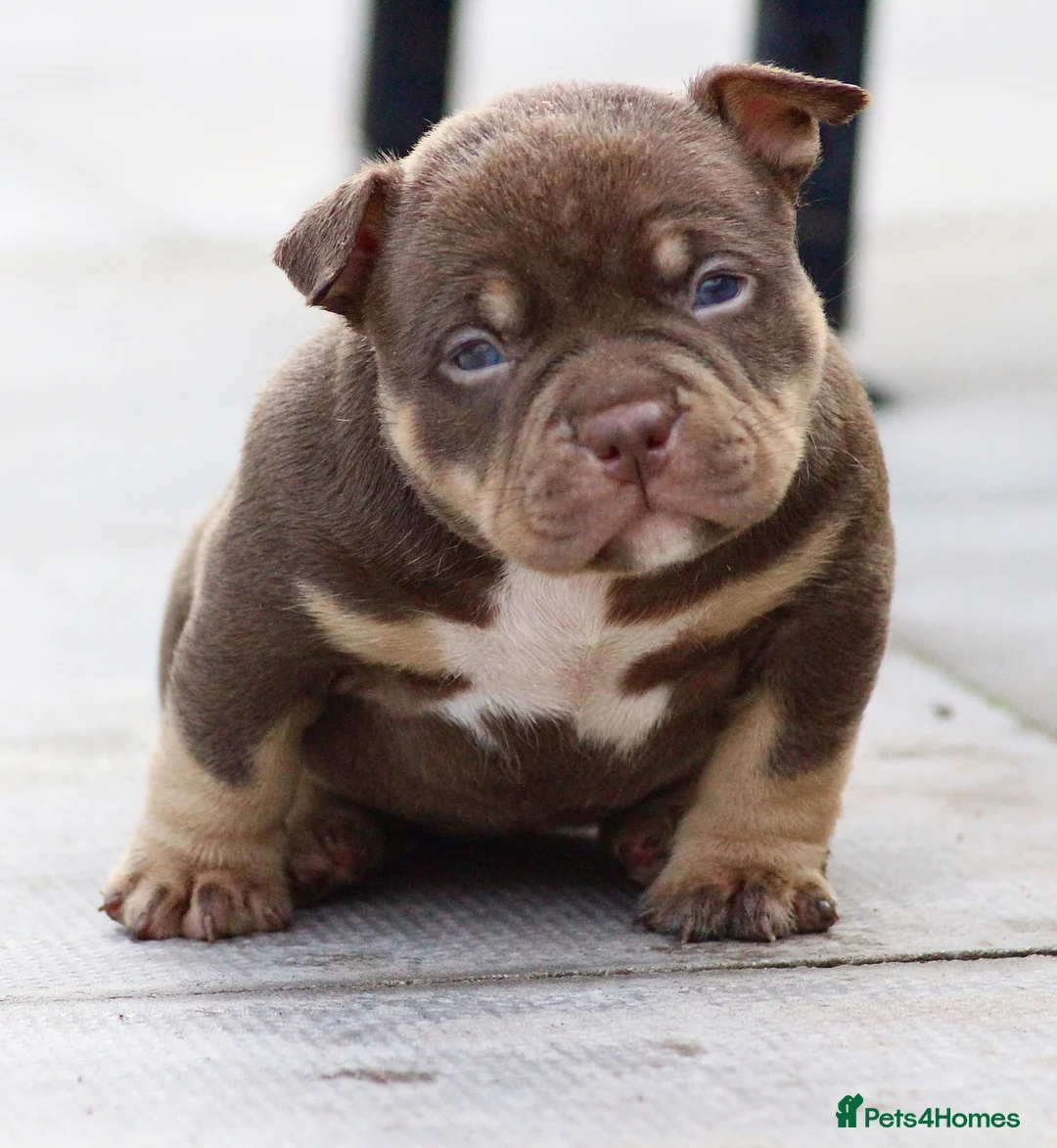 American Bully dogs for sale: American Bullys  - Advert 3