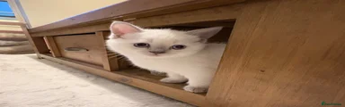 Russian Blue colour point girl 
