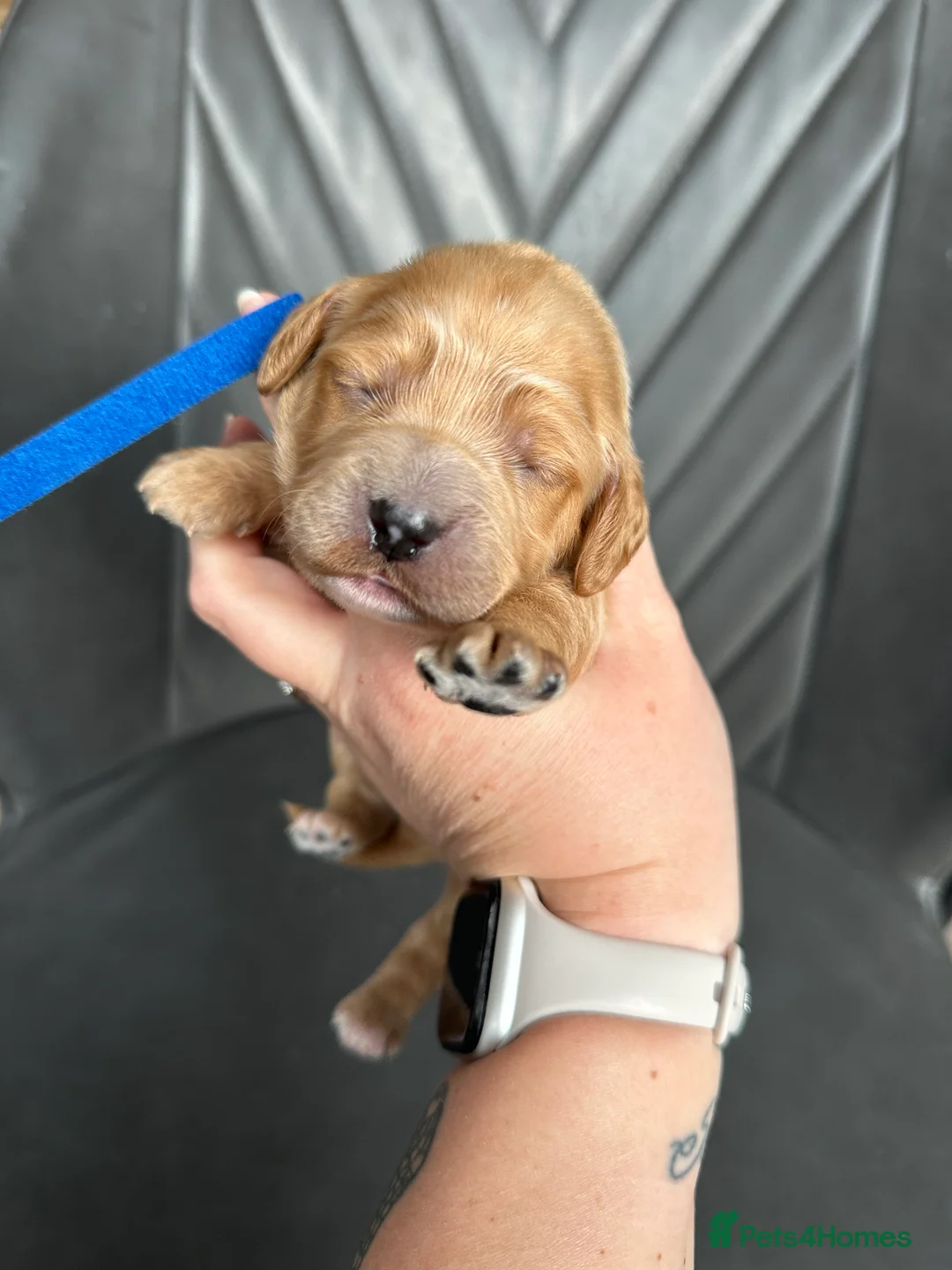 Cockapoo dogs for sale: 🌟 Stunning F1 Cockapoo Puppies 🌟  - Advert 11