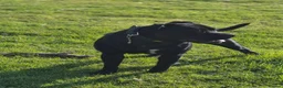 Staffordshire Bull Terrier dogs for sale: Kc registered staffordshire bull terrier puppies in Swansea - Advert 13