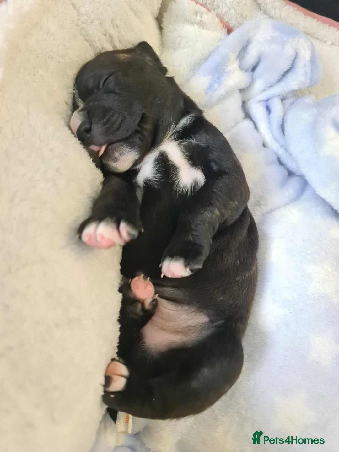 Staffordshire Bull Terrier dogs for sale: Last remaining boy  - Image 10