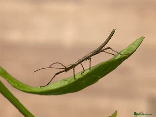 Stick Insects invertebrates 🎄AVAILABLE🎄Nymph & Juvenile Indian Stick Insects - Advert 7