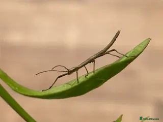 Stick Insects invertebrates £5 for 6 - AVAILABLE - Nymph Indian Stick Insects - Advert 5