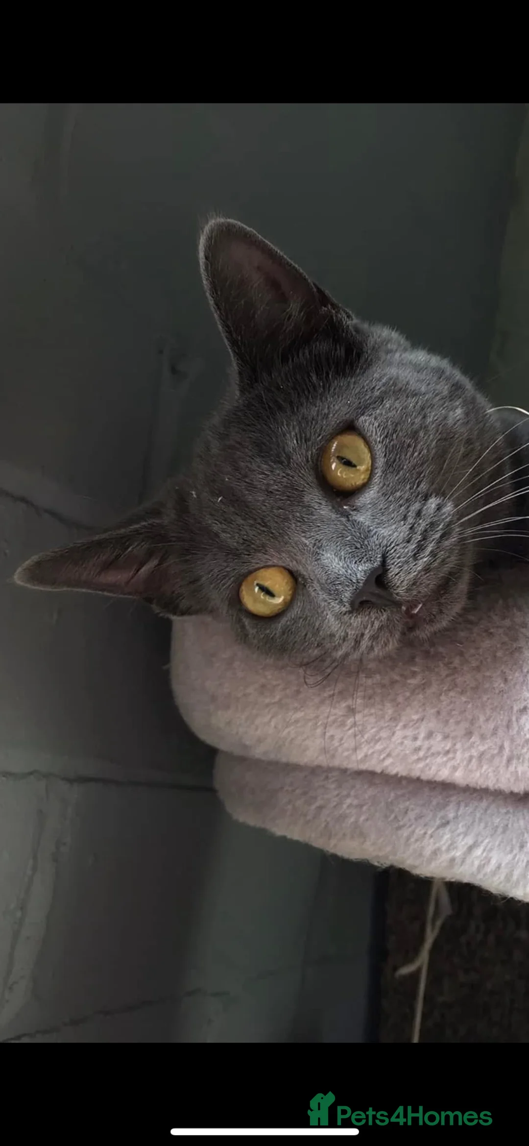 Mixed Breed cats for sale: Bsh mix girl - Advert 2