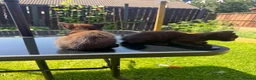 Mixed Breed cats for sale: Fluffy kittens ready for their new homes - Advert 6
