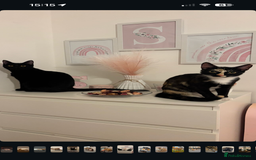 Mixed Breed cats for sale: 2 indoor female cats  - Image 1