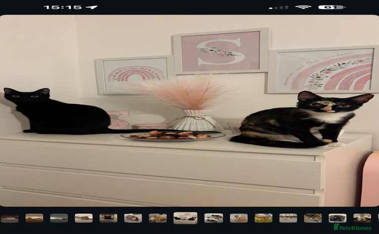 Mixed Breed cats - Advert 8