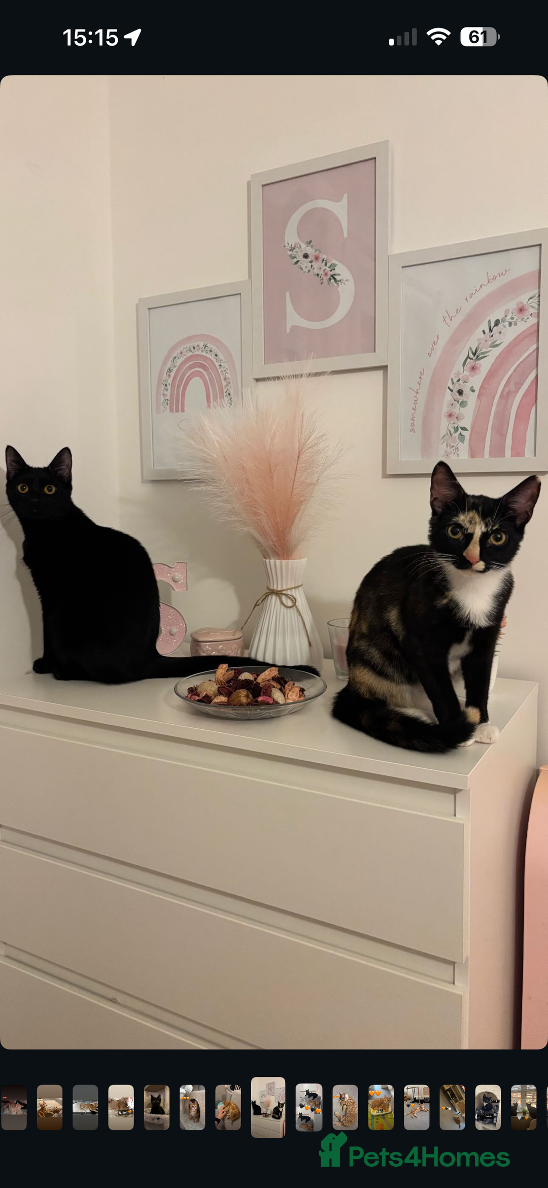 Mixed Breed cats for sale: 2 indoor female cats  - Image 1