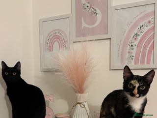 Mixed Breed cats for sale - Advert 1