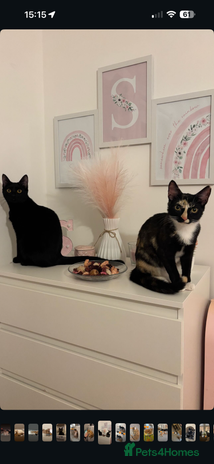 Mixed Breed cats - Advert 13