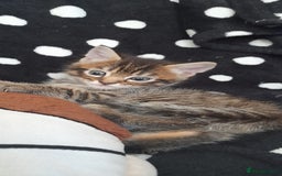Mixed Breed cats for sale: Kittens  - Image 16