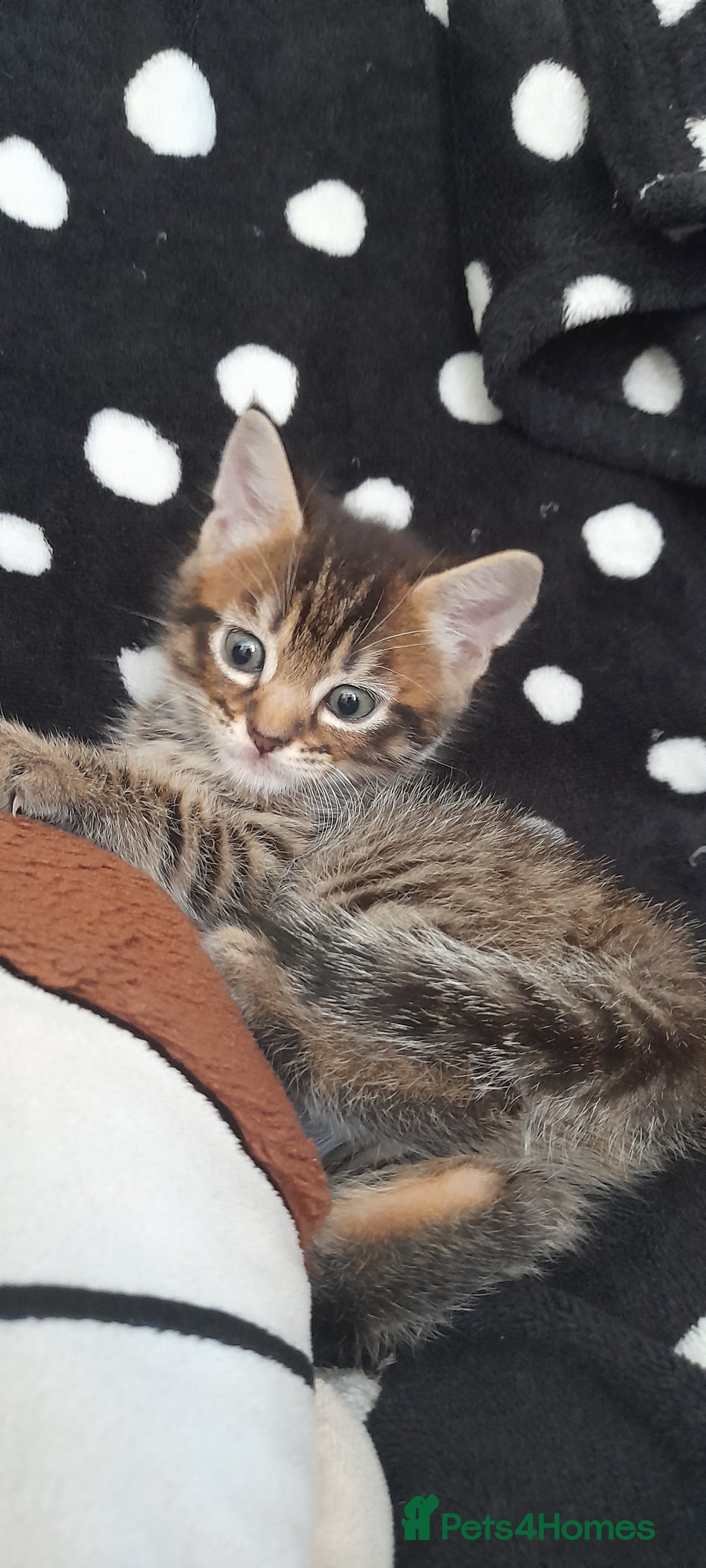 Mixed Breed cats for sale: Kittens  - Image 16