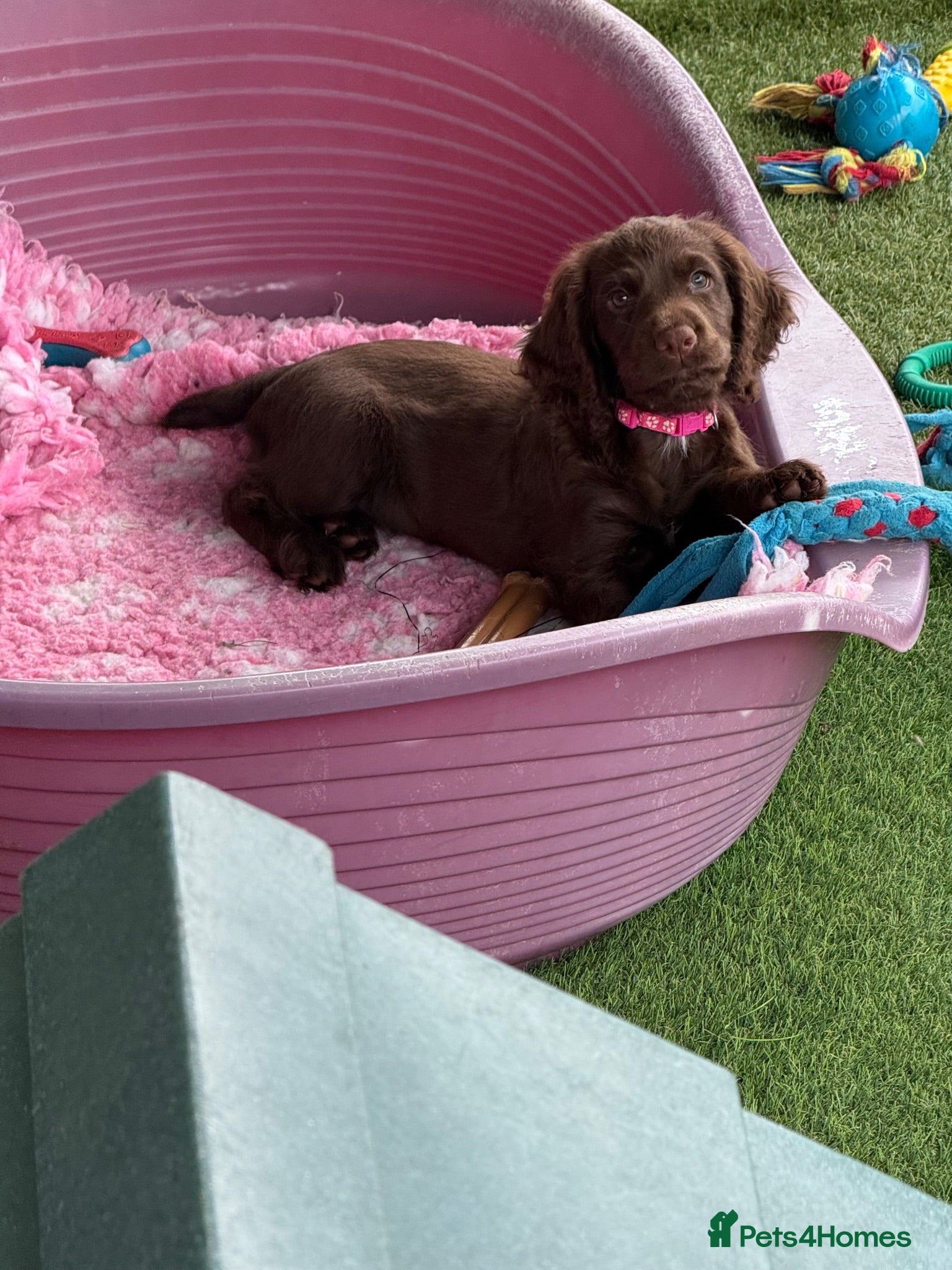 Cocker Spaniel dogs  Ready to leave ! Males & female available  - Advert 2