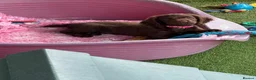 Cocker Spaniel dogs for sale:  Ready to leave ! Males & female available  - Advert 8