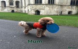 Toy Poodle dogs for sale: Adorable Playful Toy Poodles - 3 Boys Left - Image 18