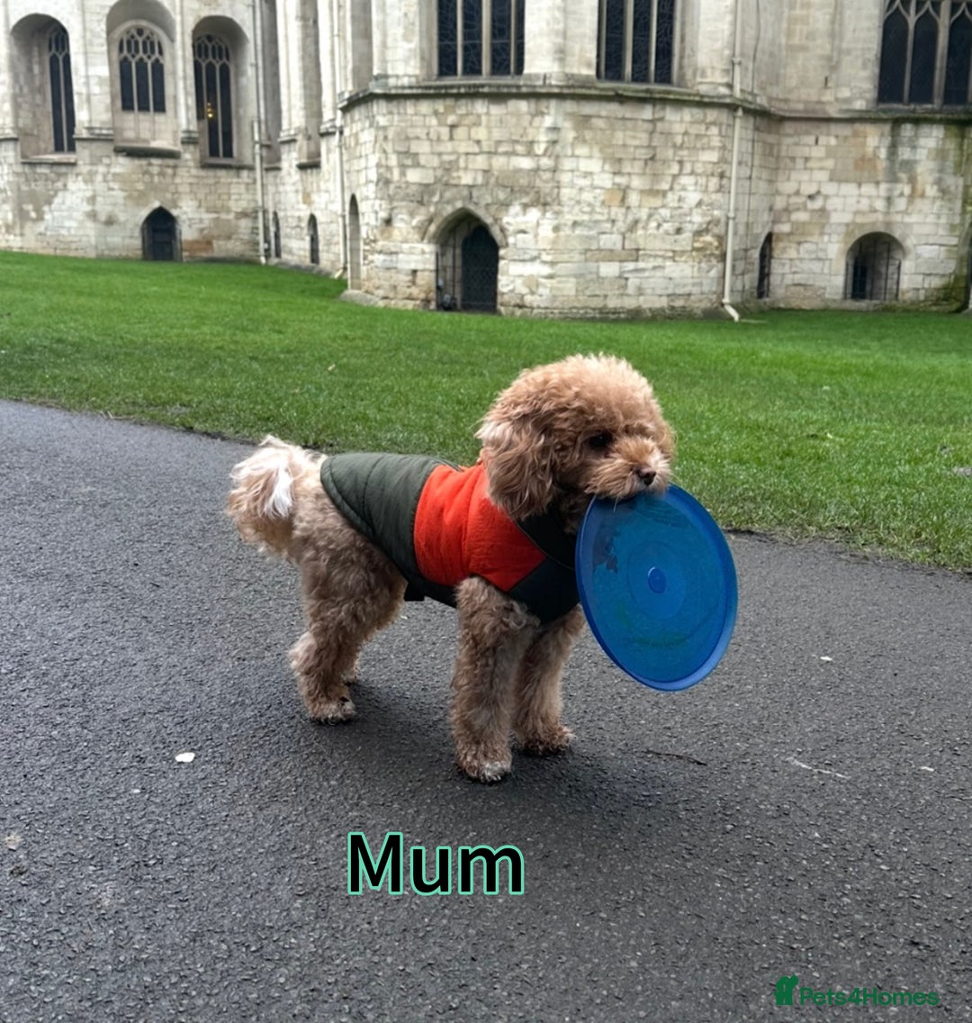 Toy Poodle dogs for sale: Adorable Playful Toy Poodles - 3 Boys Left - Image 18