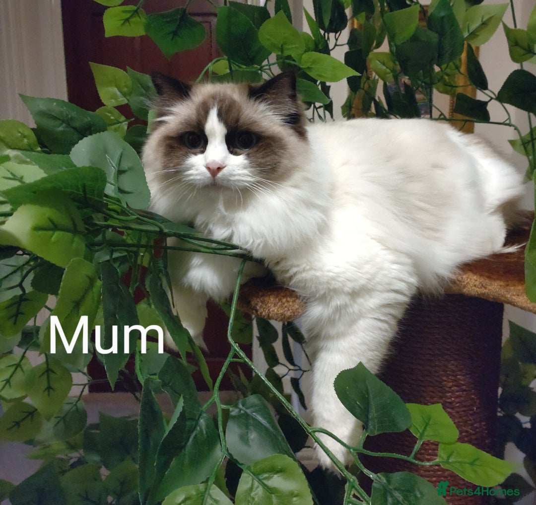 Ragdoll cats for sale: GCCF pedigree ragdoll kittens for sale £850 -£1100 - Image 38