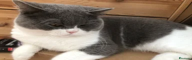 British Shorthair 1
