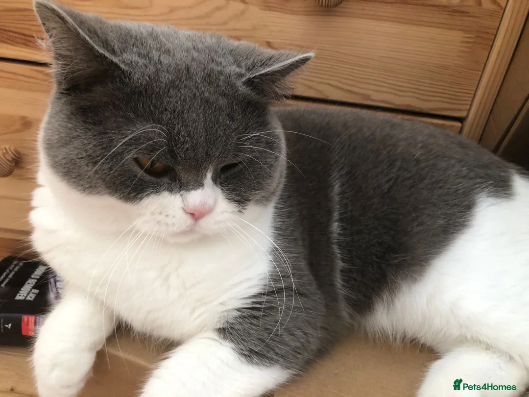 British Shorthair cats for sale: Indoor BSH male cat for sale (5yrs old) - Advert 2