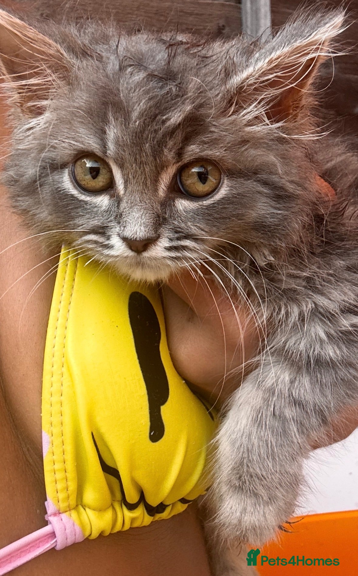 Persian cats Cute fluffy boy  - Advert 1