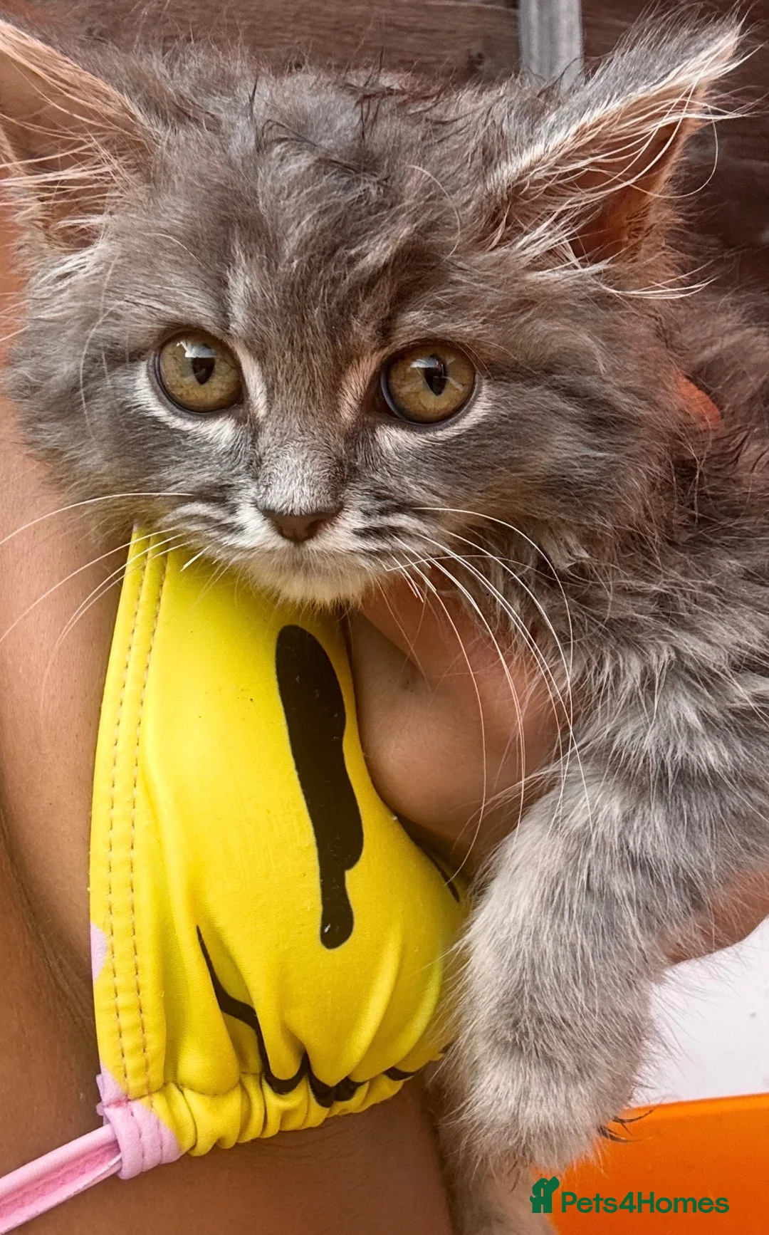 Persian cats for sale: Cute fluffy boy  - Advert 1