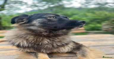 Mixed Breed dogs - Advert 6