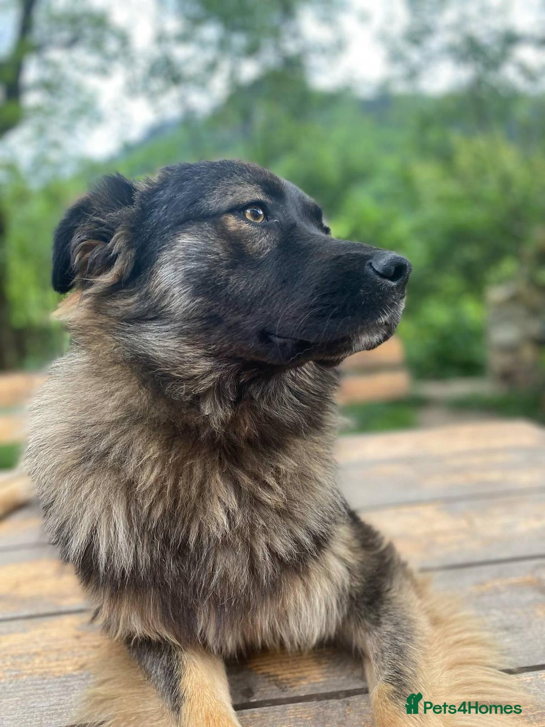 Mixed Breed dogs for adoption: Meet wonderful Harold!  - Image 2