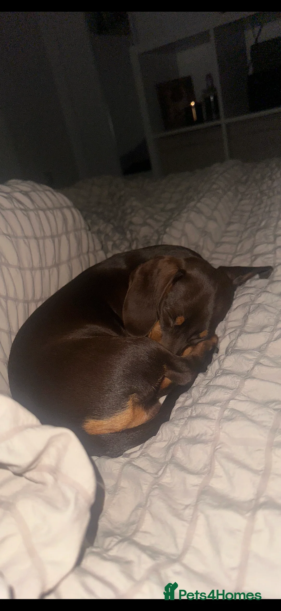 Miniature Dachshund dogs for sale: Mini dachshund chocolate and tan  - Advert 5
