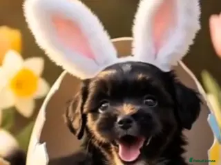 Lhasa Apso dogs KC Lhasa PUPS ( 5 wks old ) PRA4 CLEAR - Advert 3