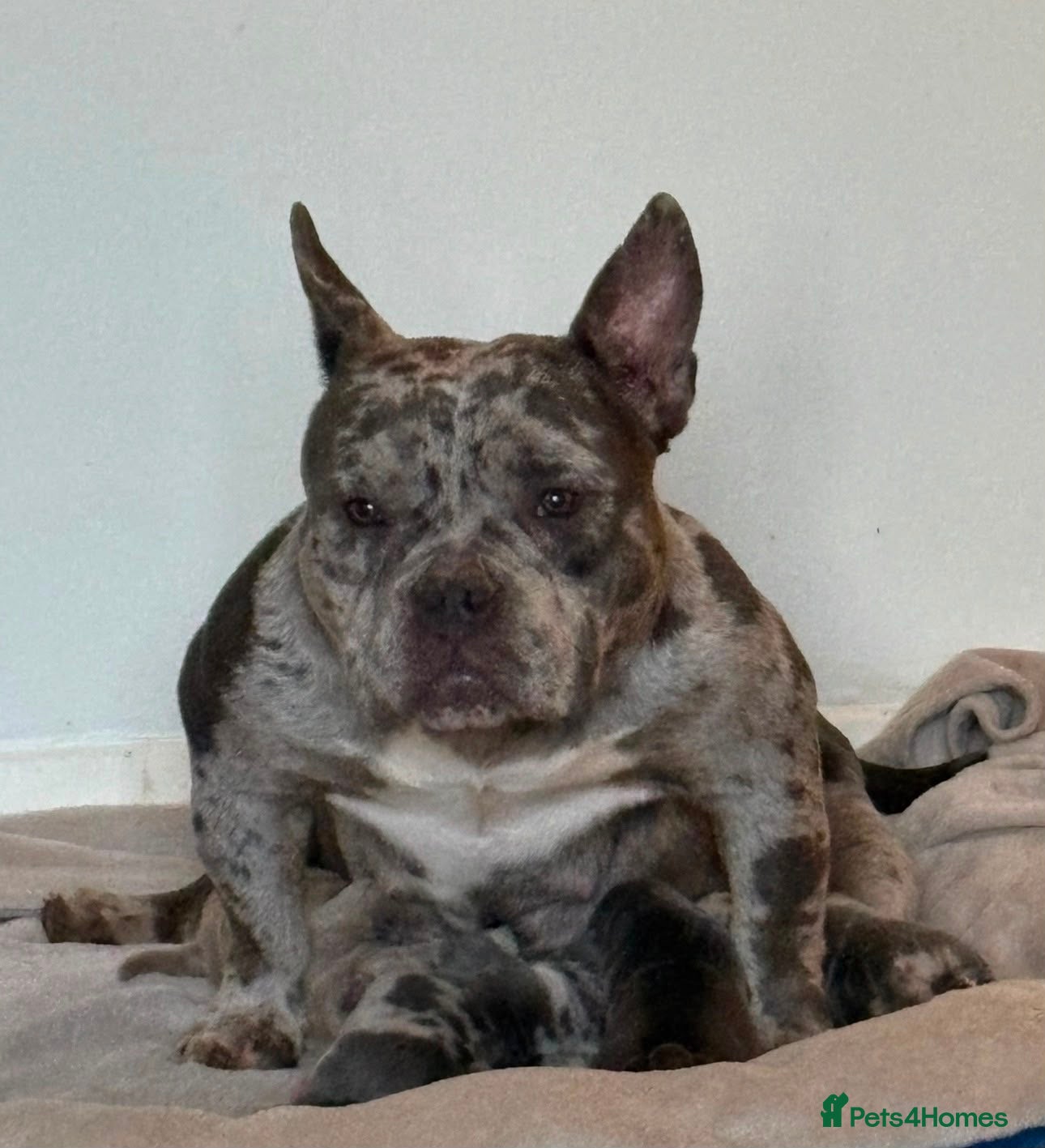 Mixed Breed dogs Bully staffy cross puppies.  - Advert 2