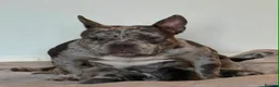 Mixed Breed dogs for sale: Bully staffy cross puppies.  - Advert 2