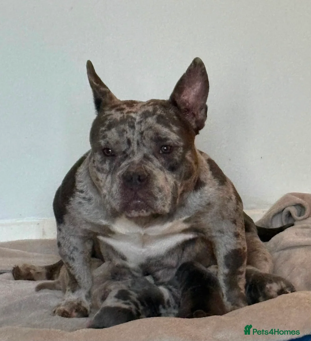 Mixed Breed dogs for sale: Bully staffy cross puppies.  - Advert 2