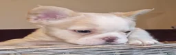 French Bulldog dogs for stud: Licensed breeder! Fluffy frenchie litter due July  - Advert 23