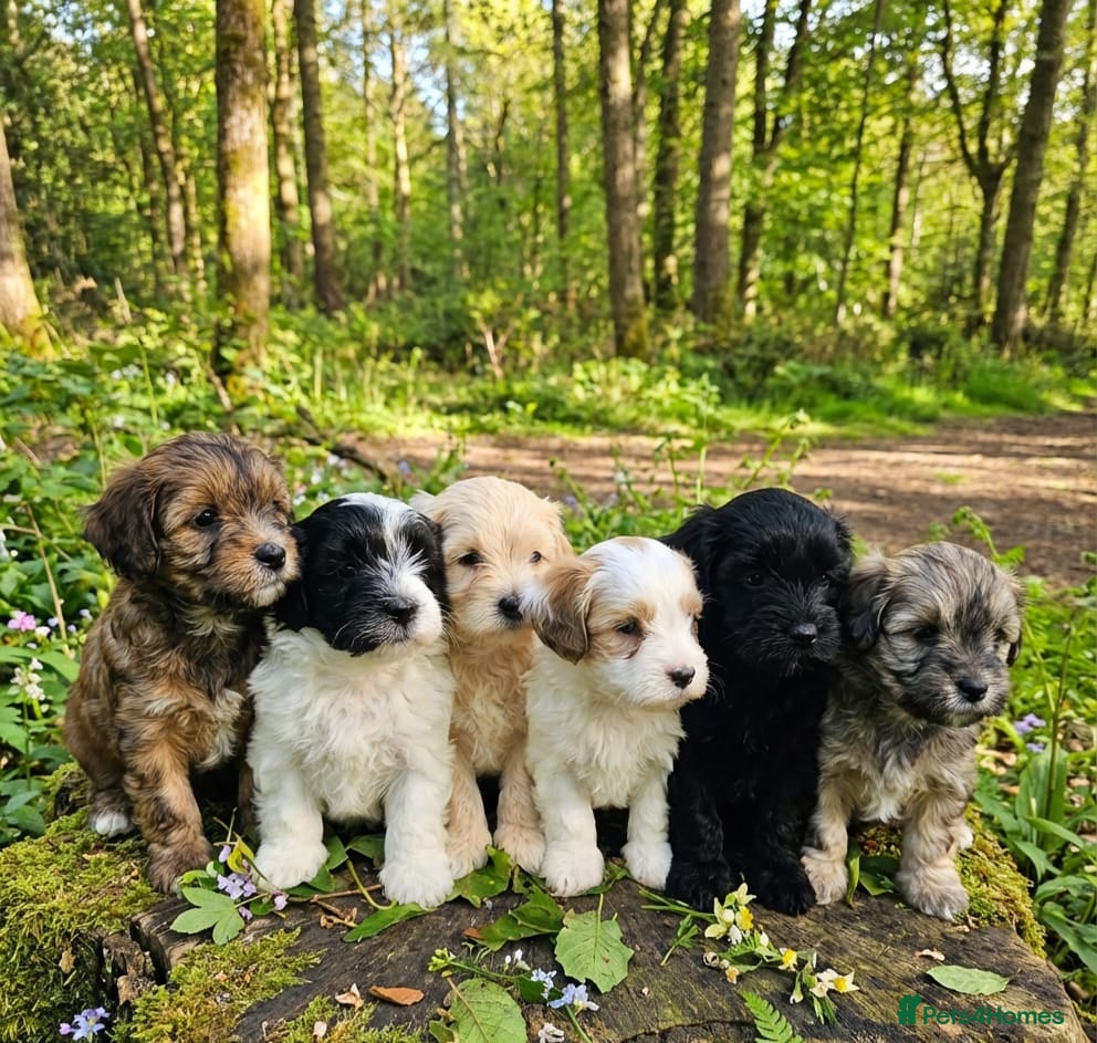 Maltipoo dogs Maltipoo puppies  - Advert 9