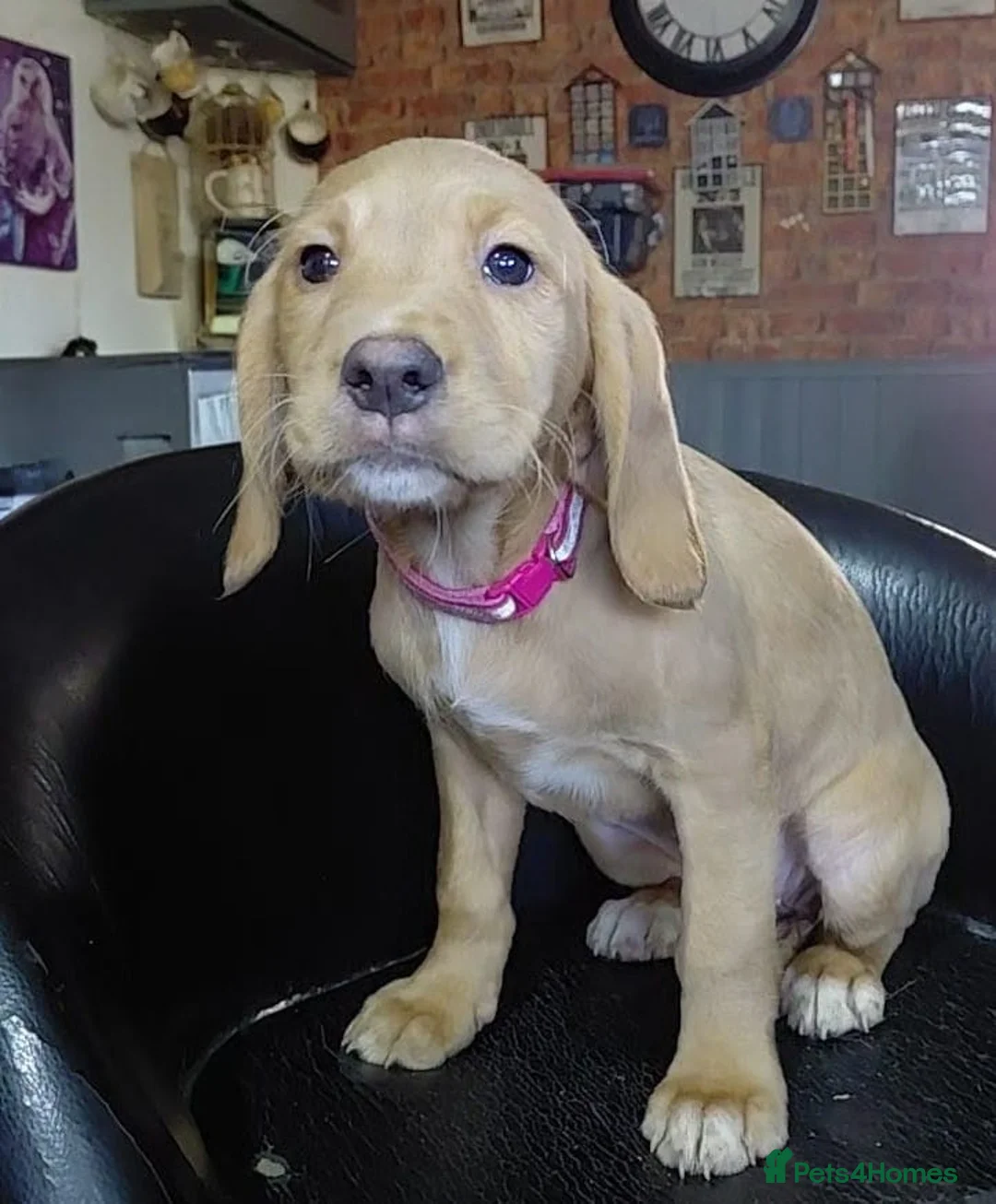 Cockerdor dogs for sale: Cockerdor pupies - Advert 9