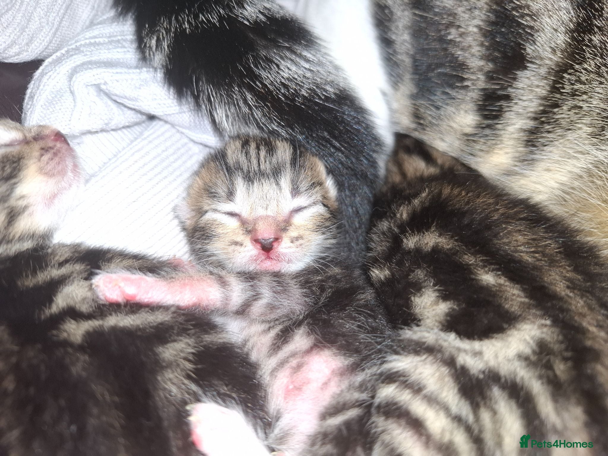 Mixed Breed cats Four adorable kitten - one boy and three girls - Advert 2