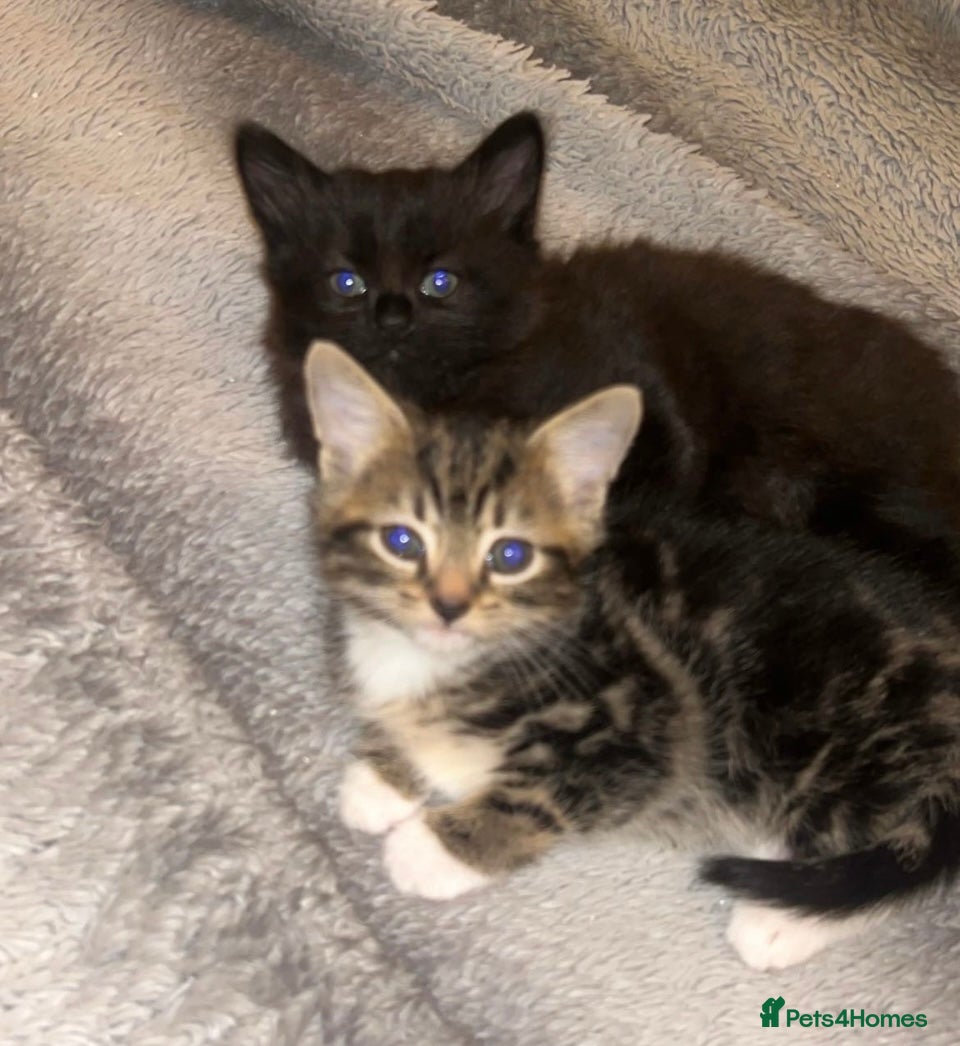 Mixed Breed cats Beautiful British shorthair x Bengal kittens - Advert 1