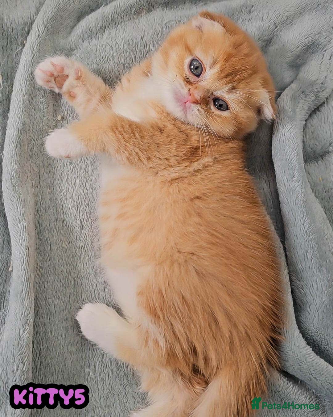 British Shorthair cats for sale: Adorable Kittens Ready For New Home - Image 33