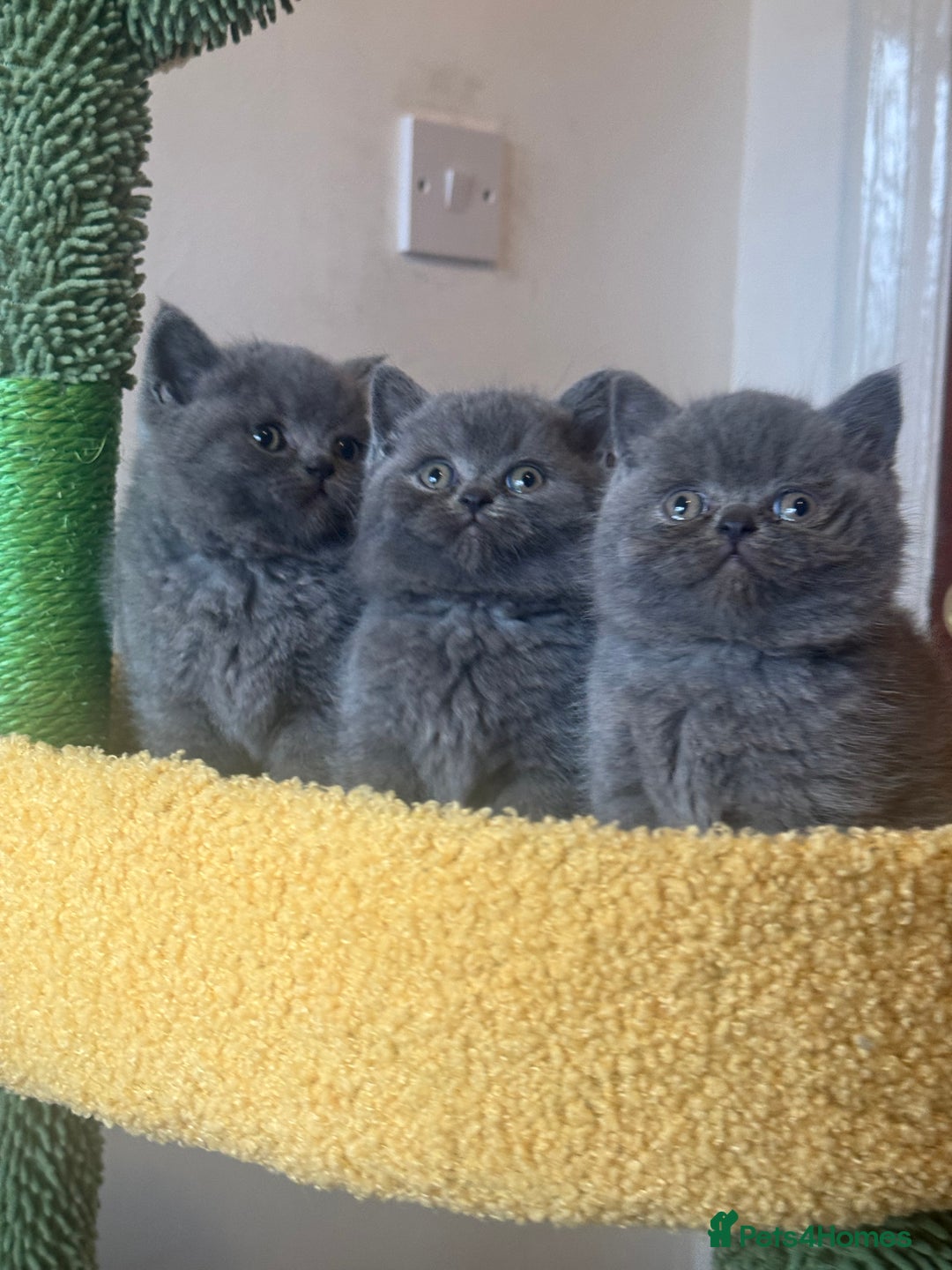 British Shorthair cats for sale: Blue British shorthair 🏆🏆🏆💙💙💙 - Advert 1