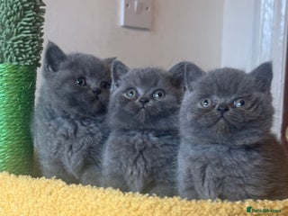 British Shorthair cats Blue British shorthair 🏆🏆🏆💙💙💙 - Advert 3