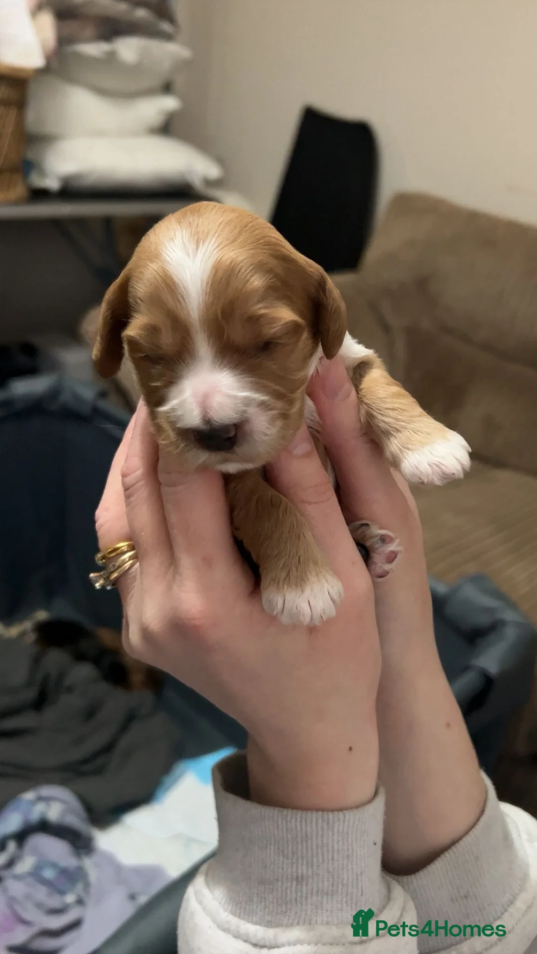 Cockapoo dogs for sale: Beautiful cockapoo puppies - Advert 9