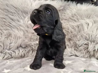 Cocker Spaniel dogs Pedigree Show Cocker Spaniel puppies available - Advert 3