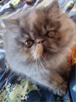Persian cats Beautiful pure bred blue/cream female persian - Advert 1